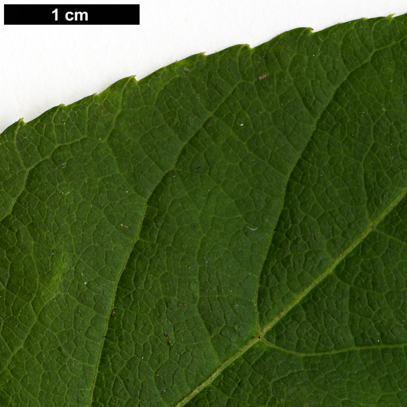 High resolution image: Family: Araliaceae - Genus: Eleutherococcus - Taxon: divaricatus - SpeciesSub: var. chiisanensis High resolution image: Family: Araliaceae - Genus: Eleutherococcus - Taxon: divaricatus - SpeciesSub: var. chiisanensis